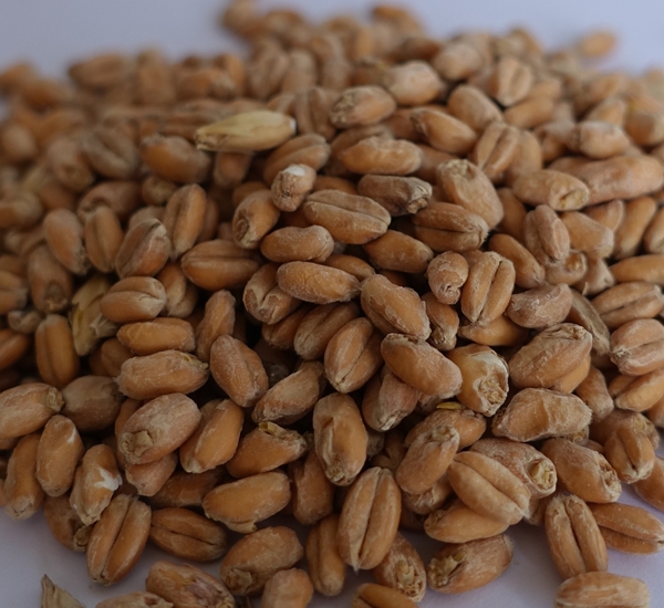 Wheat mout 2,5 EBC (tarwemout) 1kg
